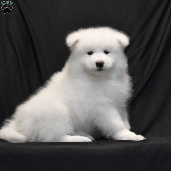 Sienna, Samoyed Puppy